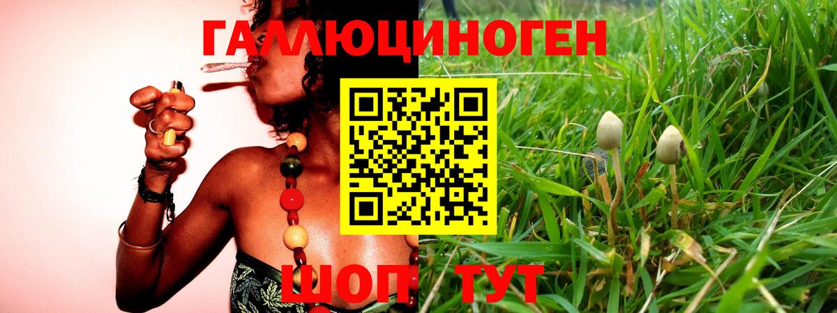 Красный Сулин  Галлюциногенные грибы Psilocybine cubensis  Вход с VPN 